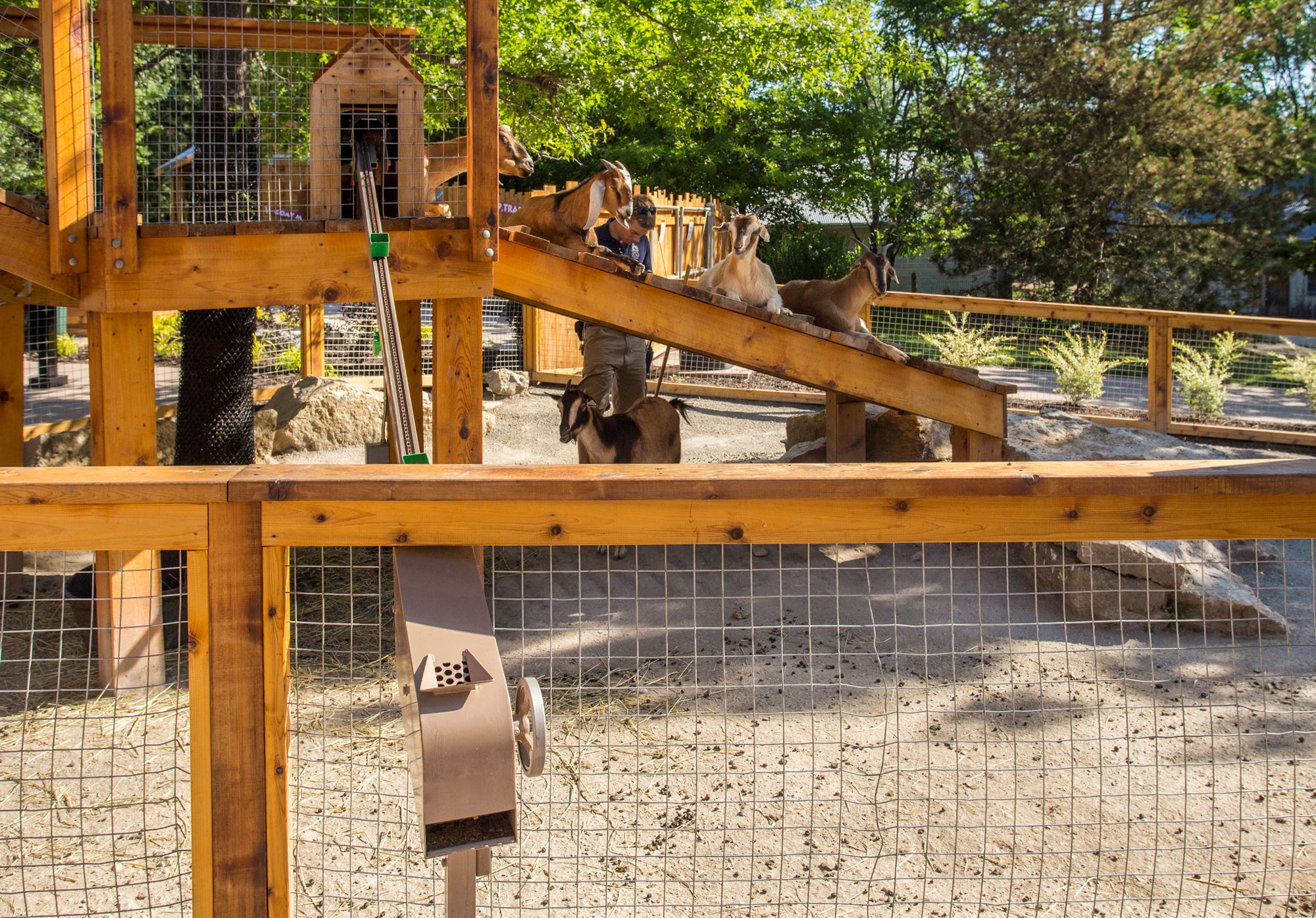 KC Goat Exhibit