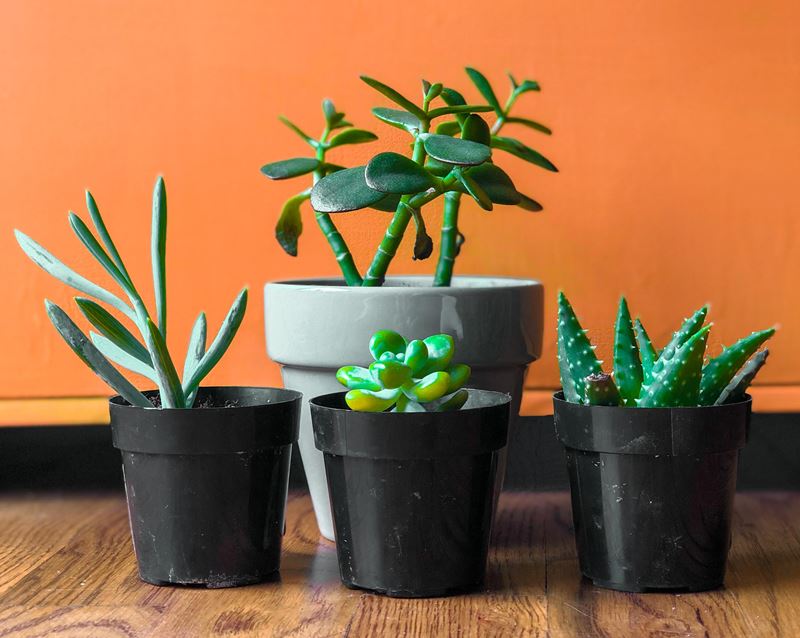 National Gardening Day